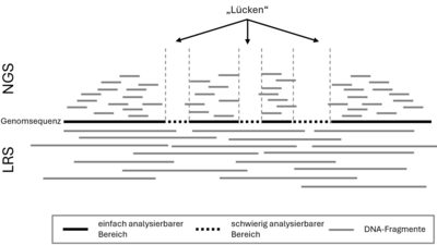 Vergleichende Abbildung der NGS- und der long-read Sequenziertechnologie.