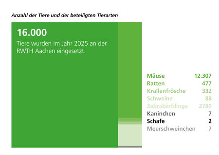Grafik mit der Überschrift ‚Anzahl der Tiere und der beteiligten Tierarten‘: Im Jahr 2024 wurden an der RWTH Aachen insgesamt 15.133 Tiere eingesetzt. Dargestellt sind folgende Tierarten mit jeweiliger Anzahl: Mäuse (11.736), Zebrabärblinge (2.629), Ratten (491), Schweine (164), Kaninchen (52), Krallenfrösche (51), Schafe (8) und Meerschweinchen (2).