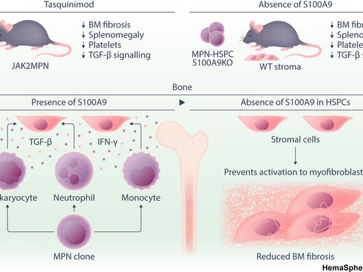 Bildliche Abbildung der Studie mit Mäusen