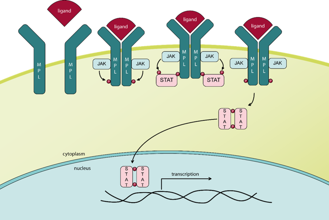 What is an MPN?